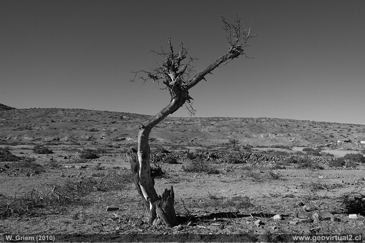 Árbol en el desierto Atacama