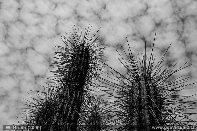Cactus en el desierto Atacama, Chile