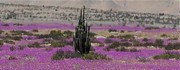 Picto Flowering desert