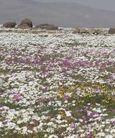 Flowering desert - Atacama