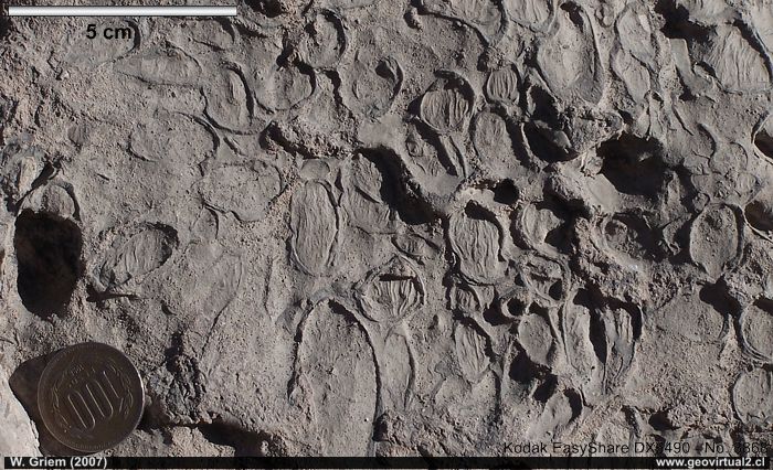 Caliza con fósiles en la formación pabellón - Atacama (Chile)