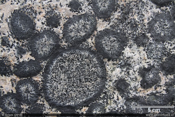 Granito Orbicular, de Caldera - Región de Atacama - Chile