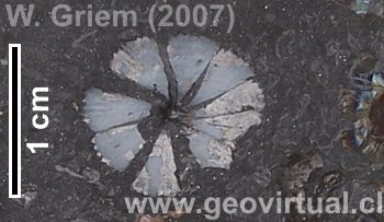 Annularia del carbonífero (Westfalium) de Piesberg (Alemania)