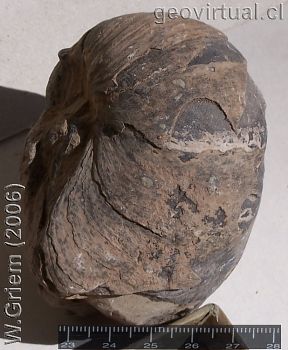 Gryphaea arcuata - fósil del Lías