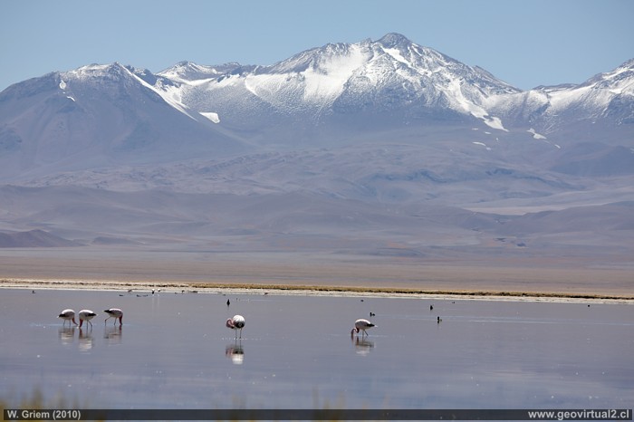 Atacama: Laguna Santa Rosa mit einigen Flamingos und den Tres Cruces im Hintergrund