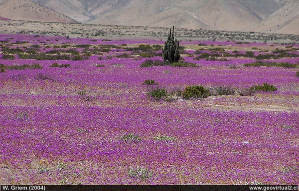 Flowering desert in the Punta de Díaz sector in 2004; Atacama Region - Chile