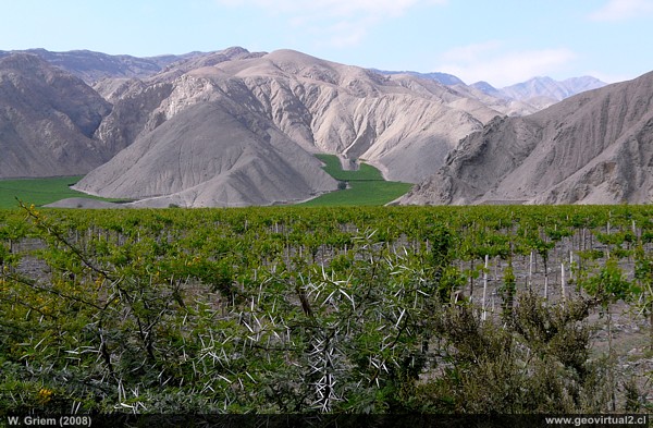 Das Copiapo Tal mit seinen Trauben Kulturen, welche sich bis in die Wüste erstrecken; Atacama - Chile