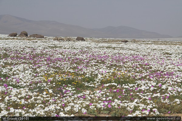 Flowering desert in the Barranquilla sector, Salado Bay, Atacama Region in 2010.