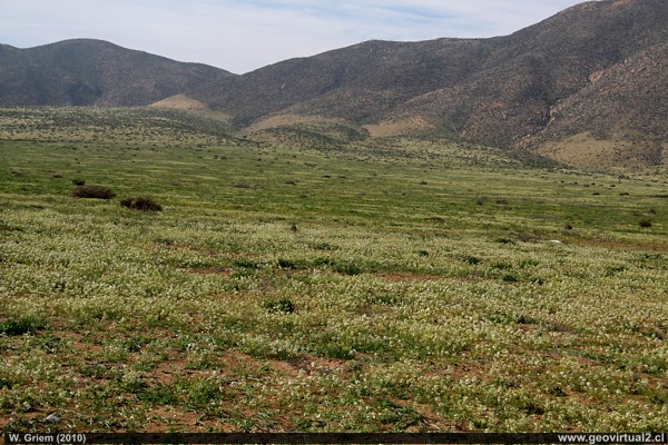 Flowering desert in the Carrizal Bajo sector, Atacama (Chile)