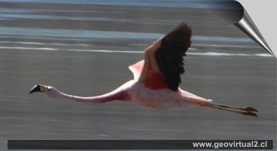 Fliegender Flamingo in Atacama, Chile