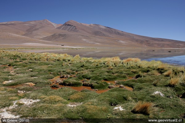 Die Santa Rosa Lagune in den Anden der Atacama Region, Chile
