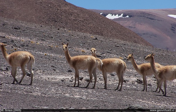 Einige Vikunjas in den Anden der Atacama Wüste in Nordchile