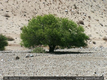 Baum in der Atacama Wüste