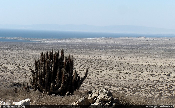 Sector Punta Cachos cerca de Bahía Salada, Atacama, Chile