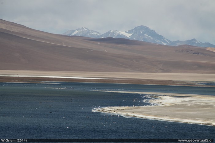 Die Lagune Negro Francisco in den Anden der Atacama Region in Chile