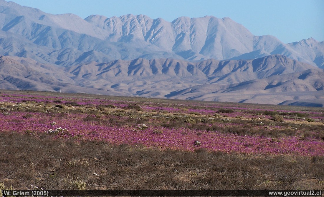 Desierto Florido en Atacama - Llano de Jaula
