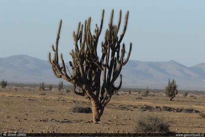 Cactus en el desierto de Atacama, Chile