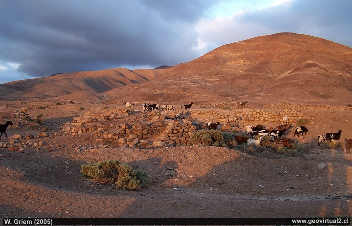 Chañarcillo en el desierto de Atacama, Chile