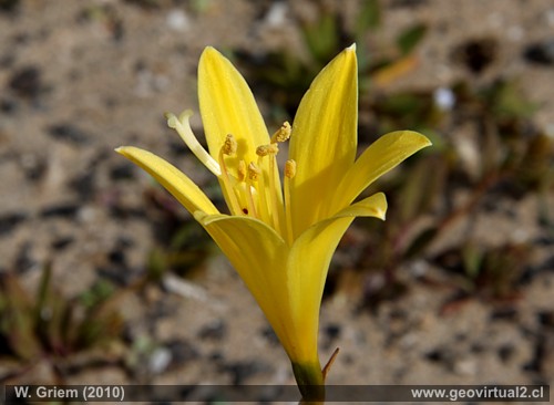 Añanuca Amarilla - Rhodophialia bagnoldi en el desierto Atacama, Chile