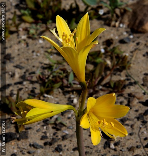 Añañuca Amarilla en el desierto Atacama, Chile (Rhodophialia bagnoldi)