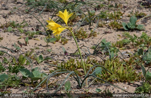 Añañuca Amarilla, Rhodophialia bagnoldi - planta total - Playa Barranquilla, Atacama - Chile