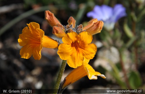 Argylia radiata - Flor del Jote en el desierto Atacama, Chile