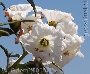 flora de Carbonillo - Desierto Atacama