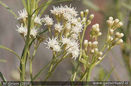 Flor de la planta Dain o Daim en el desierto Atacama