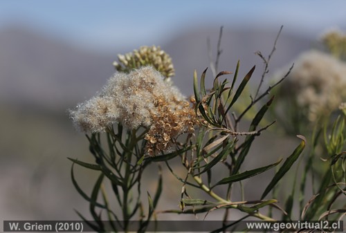 Dain o Daim planta del desierto Atacama, Chile