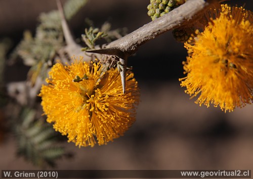 Espino: Flora del desierto Atacama