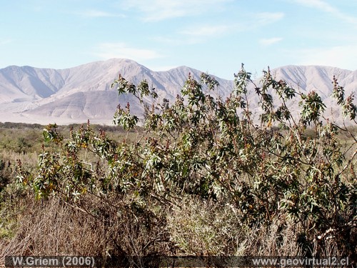 Higuerrilla - flora en el desierto Atacama