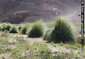 Typical Vega, an oasis in the Atacama Desert, Chile