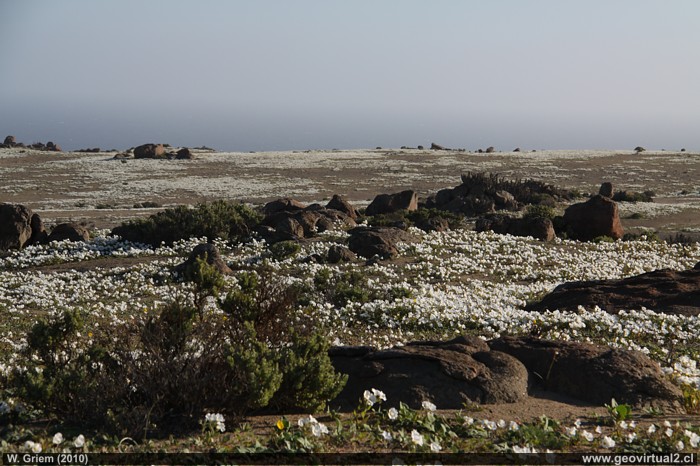 Desierto florido, Region de Atacama