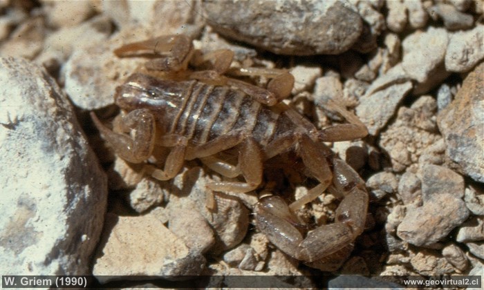 Skorpion in der chilenischen Atacama Wüste