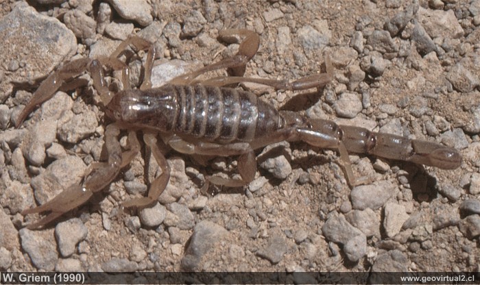 Escorpion o alacran en Atacama, Chile