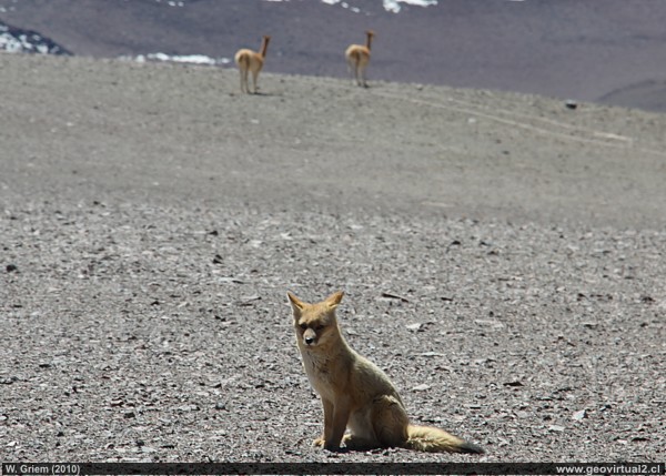 Desierto de Atacama: Un zorro y dos Vicuñas
