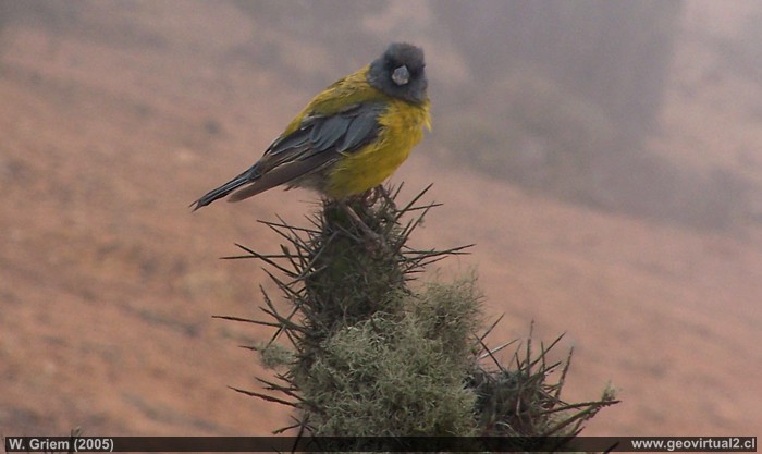 Cometocino: Aves en Atacama