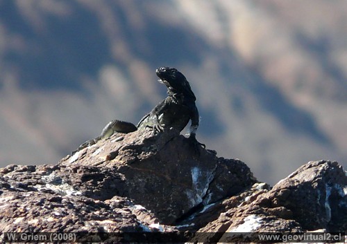 lagarto en el desierto Atacama