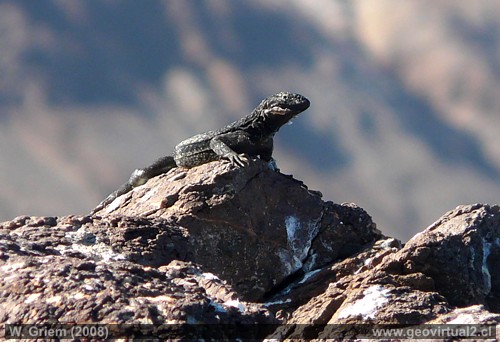 lagarto en el desierto Atacama