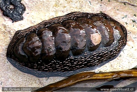Käferschnecke - Poliplacophora, poliplacofora - in Atacama, Chile