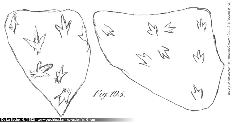 Pisadas de un ave: Icnofósil de Beche, 1852