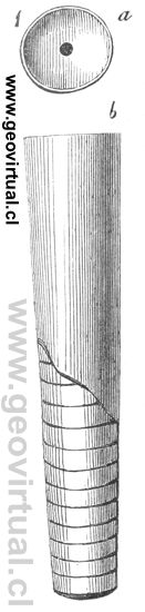 Nautiloideas: Orthoceratites regulares según Burmeister 1851