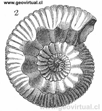 Ammonites coronatus - Teloceras blagdeni un Amonite