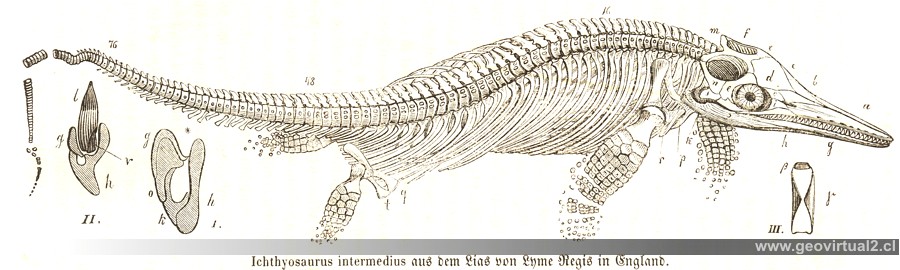 Ichthyosaurus intermedius de Burmeister