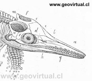 Ichthyosaurus intermedius - de Burmeister, 1851