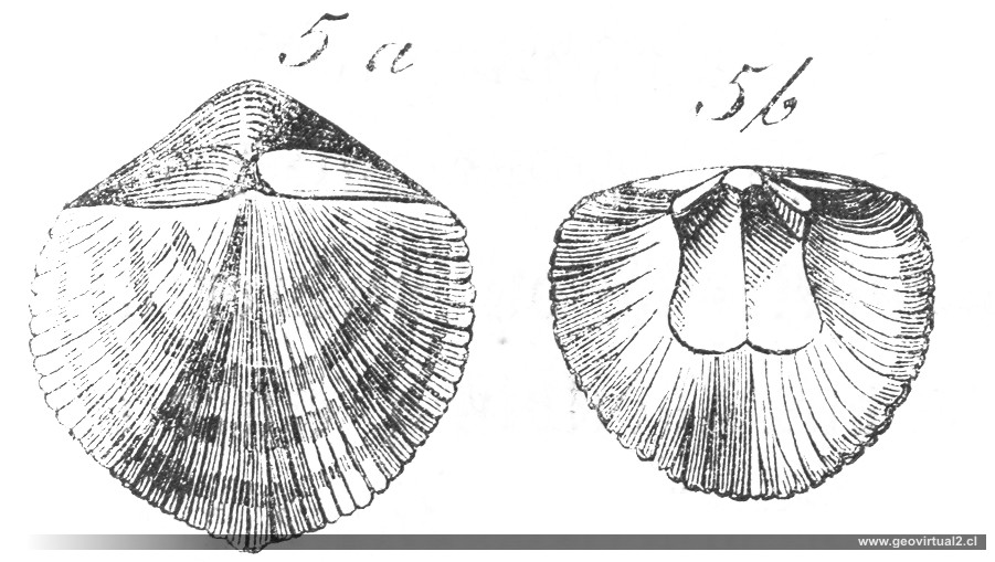 Ortis - braquipodo BURMEISTER, 1851