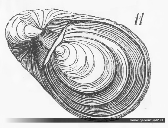 Gryphaea Arcuata (H. Burmeister, 1851)