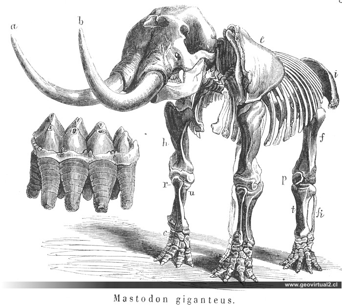 Mastodon Giganteus, Burmeister 1851