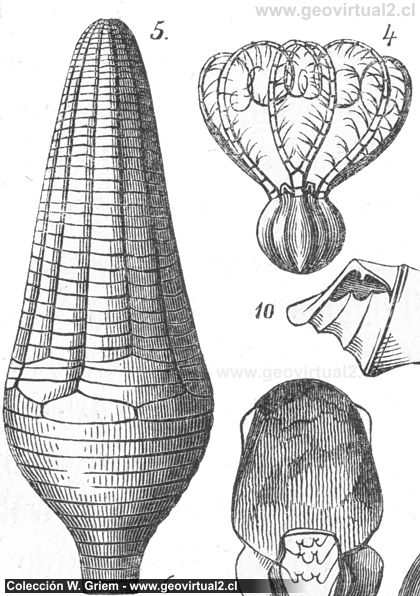 Burmeister, H. (1851): Geschichte der Schöpfung einige Fossilien