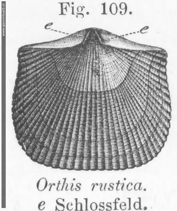 Orthis, Dolerorthis rustica de Vogt.
